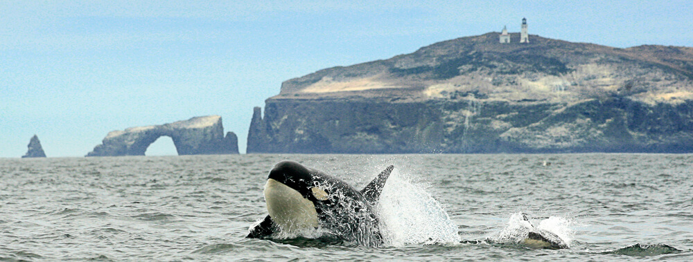 Whales, Orcas, & Dolphins Along Ventura California's Coast