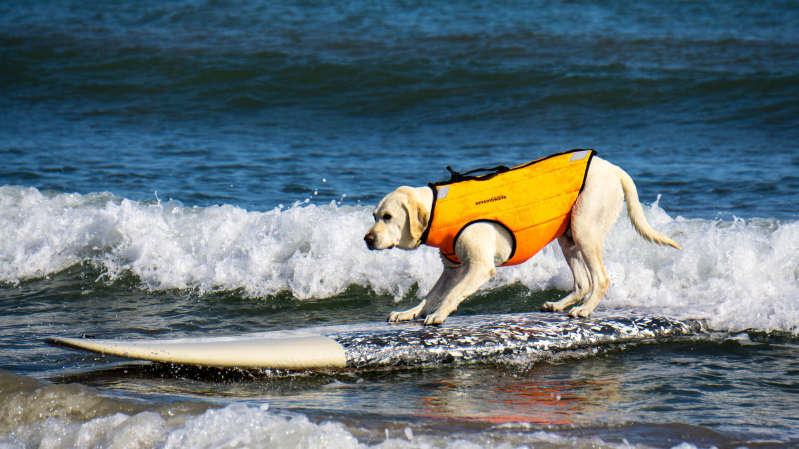 Weekend Update from Haole the Surf Dog