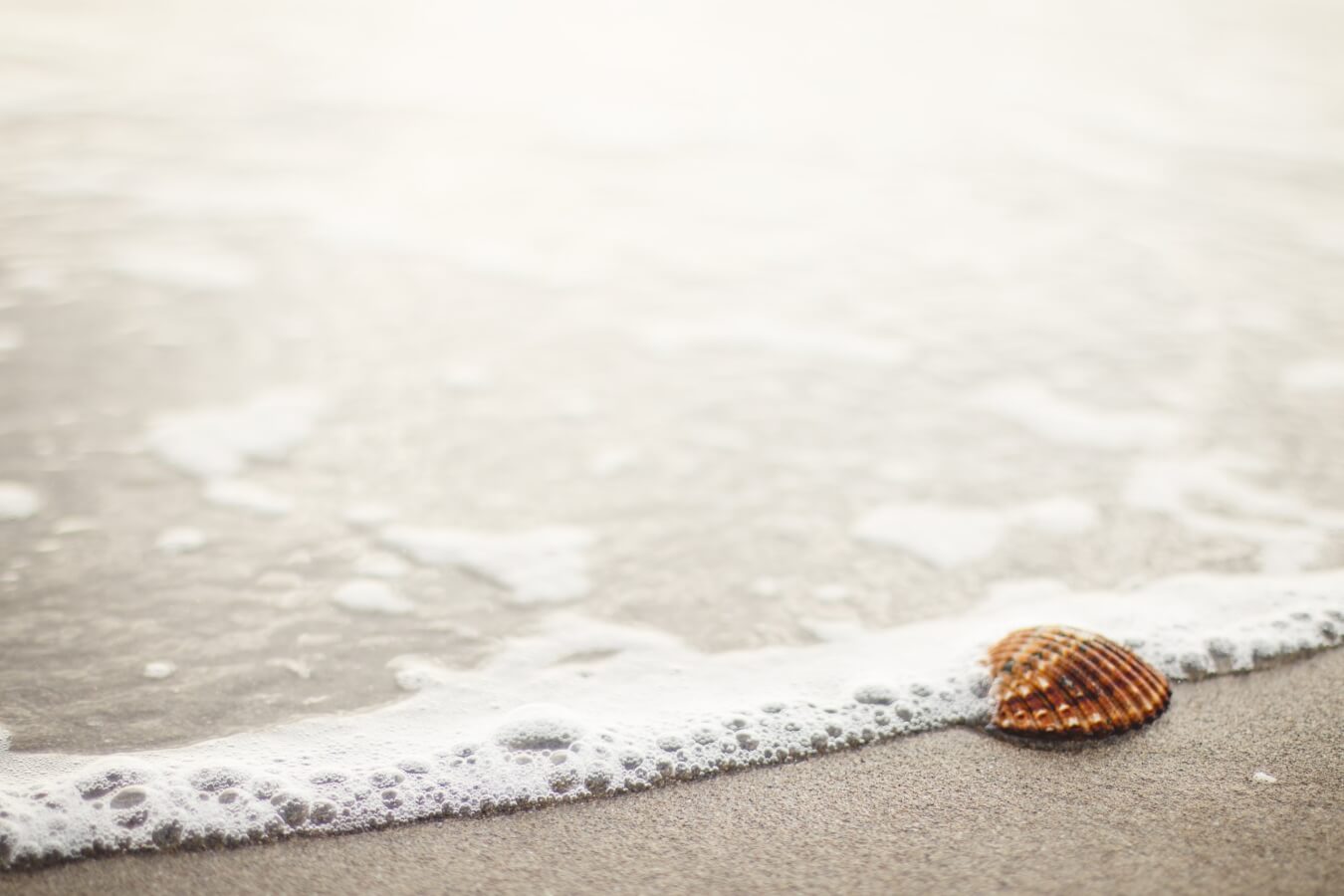 White Seashell Star Tree Top – Sea Things Ventura