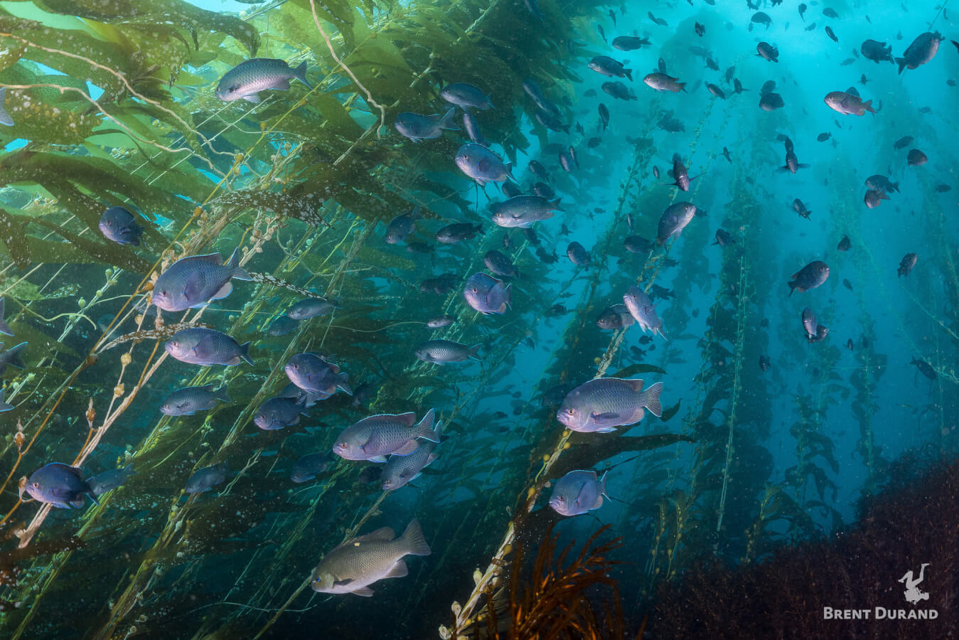 Diving through shipwrecks at Channel Islands National Marine Sanctuary