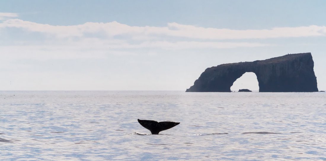 whale watching channel islands ventura