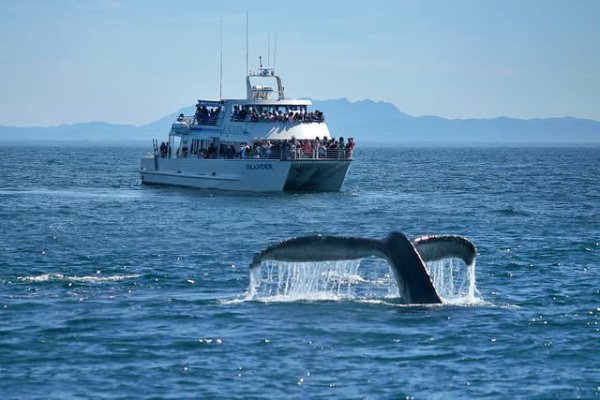 whale watching island packers channel islands national park