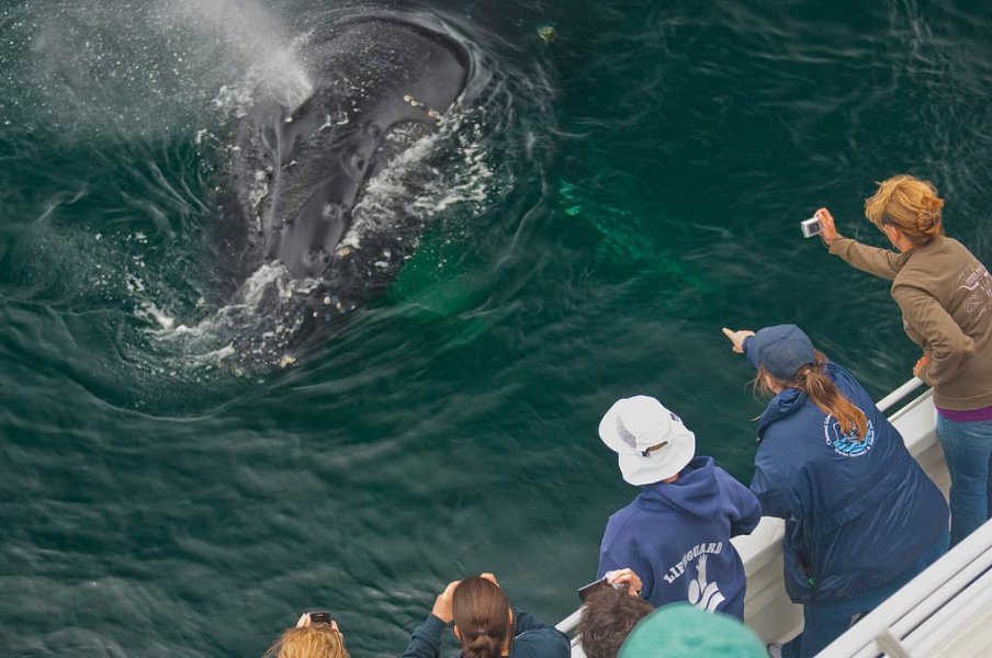 whale watching channel islands ventura