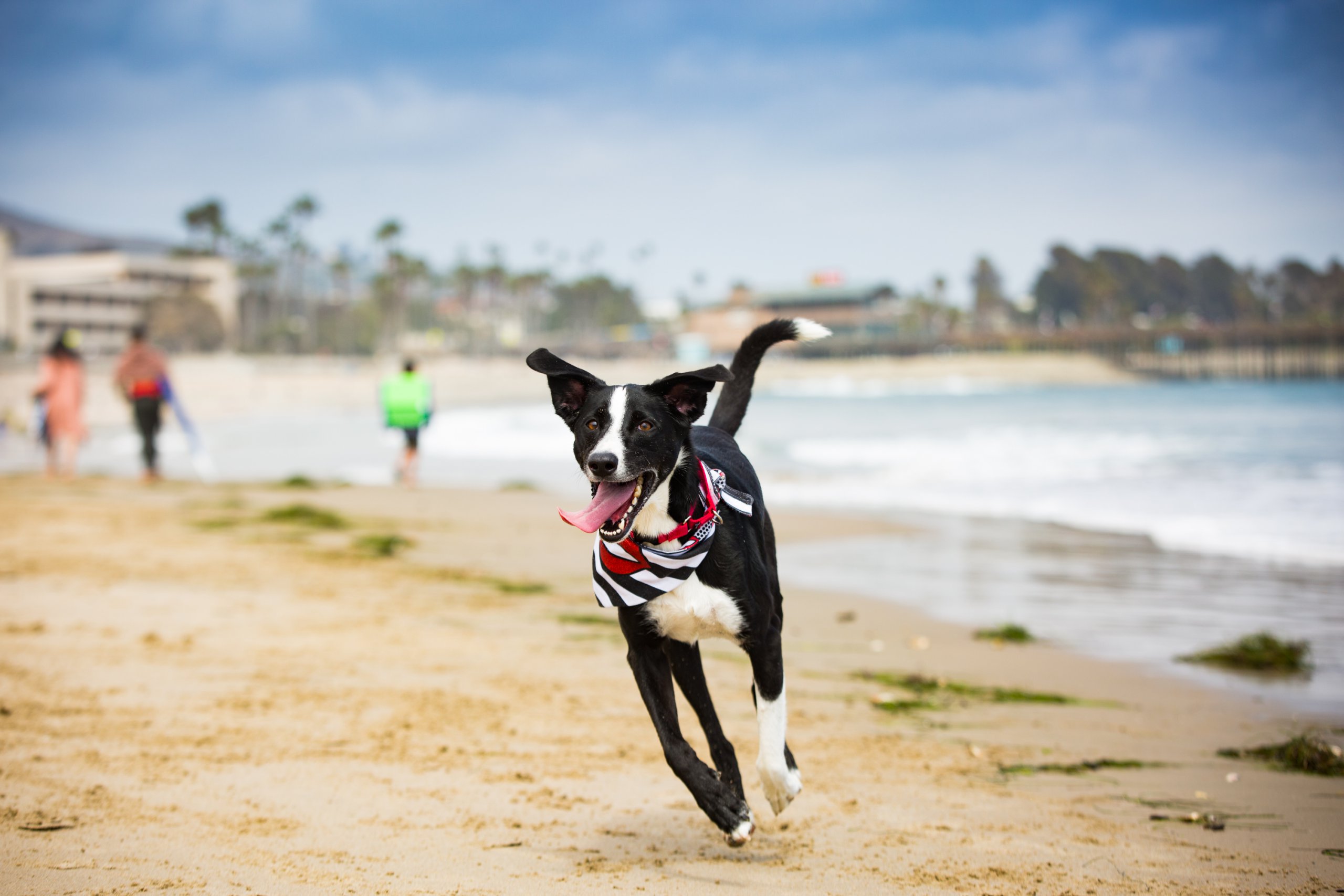 are dogs allowed on california beaches