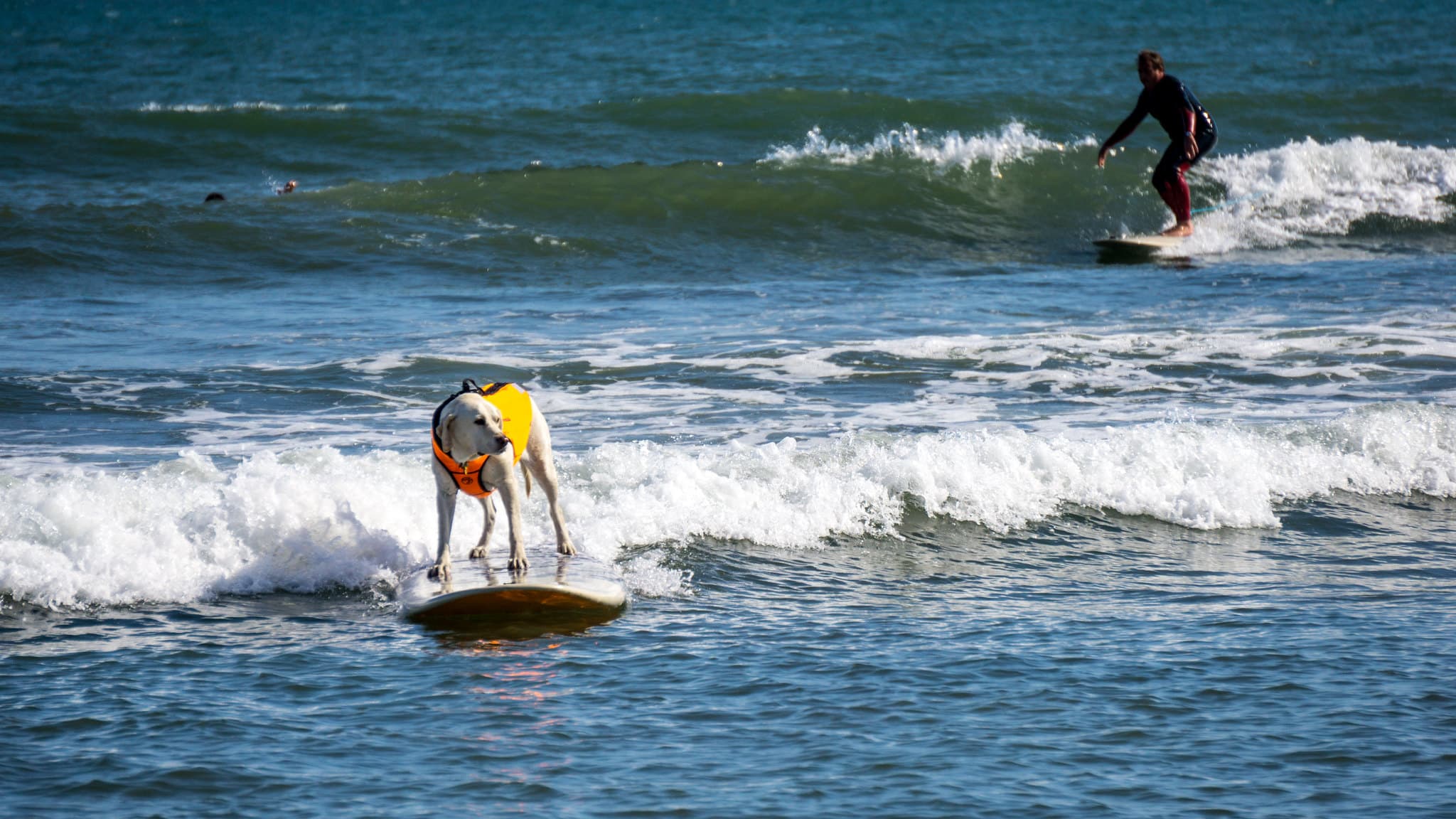 How DogFriendly is Ventura?