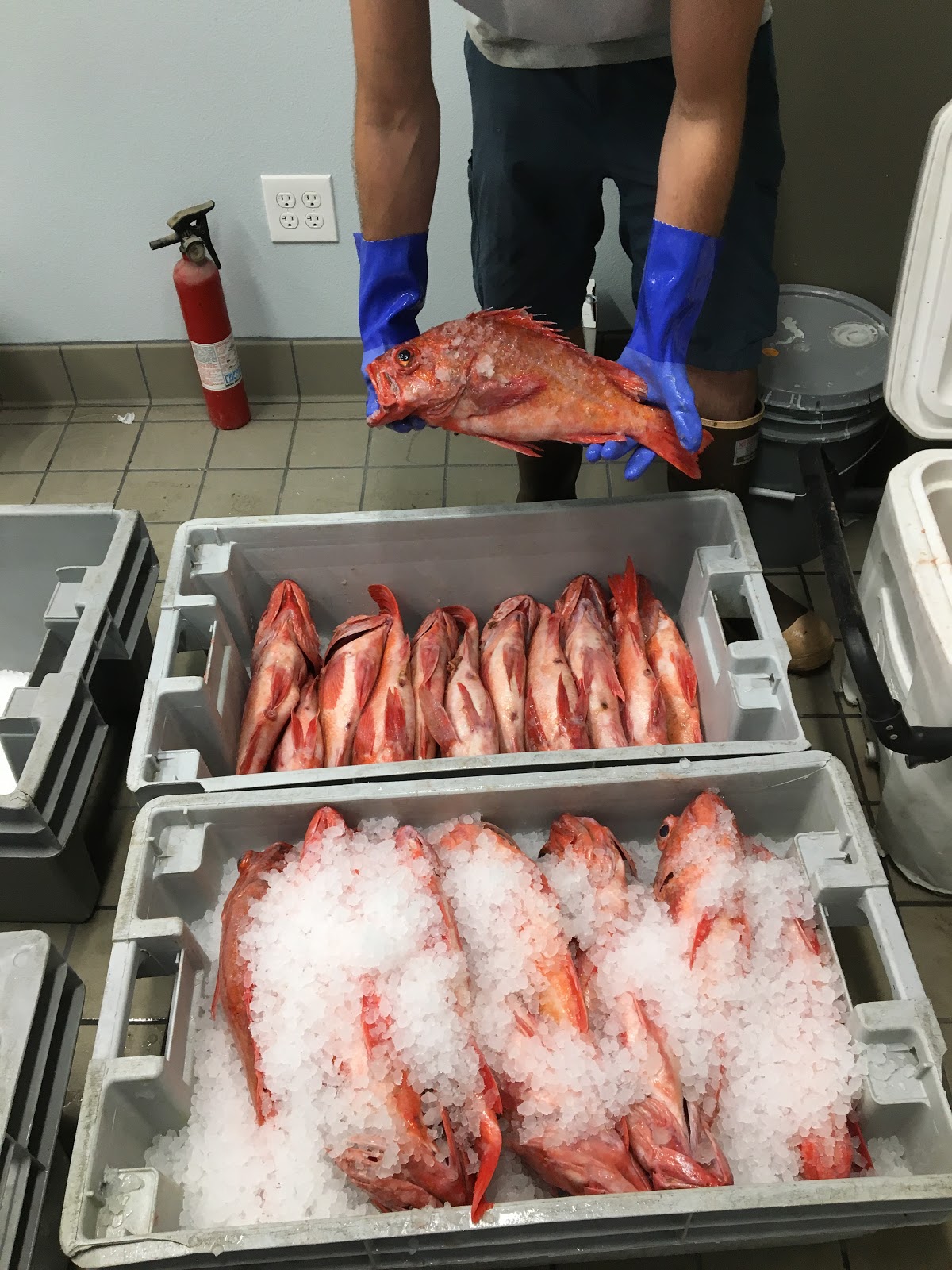 Wild Local Seafood Co in Ventura CA