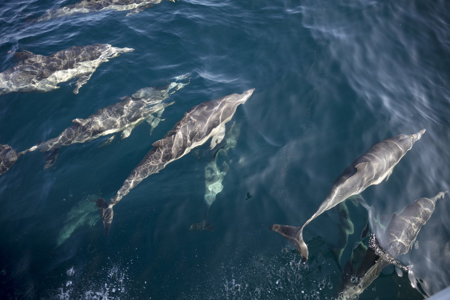 Ten Things You Didn’t Know About Ventura’s Magical Dolphins