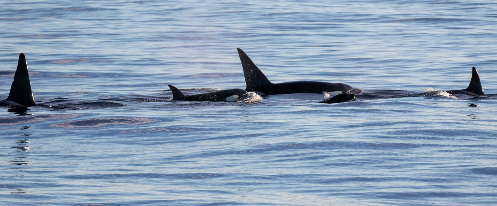 Ten Things You Didn’t Know About Ventura’s Magical Dolphins