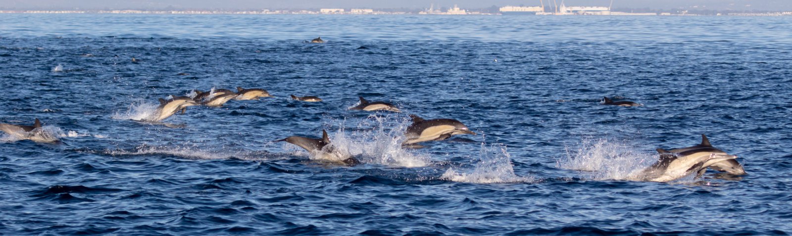 Ten Things You Didn’t Know About Ventura’s Magical Dolphins