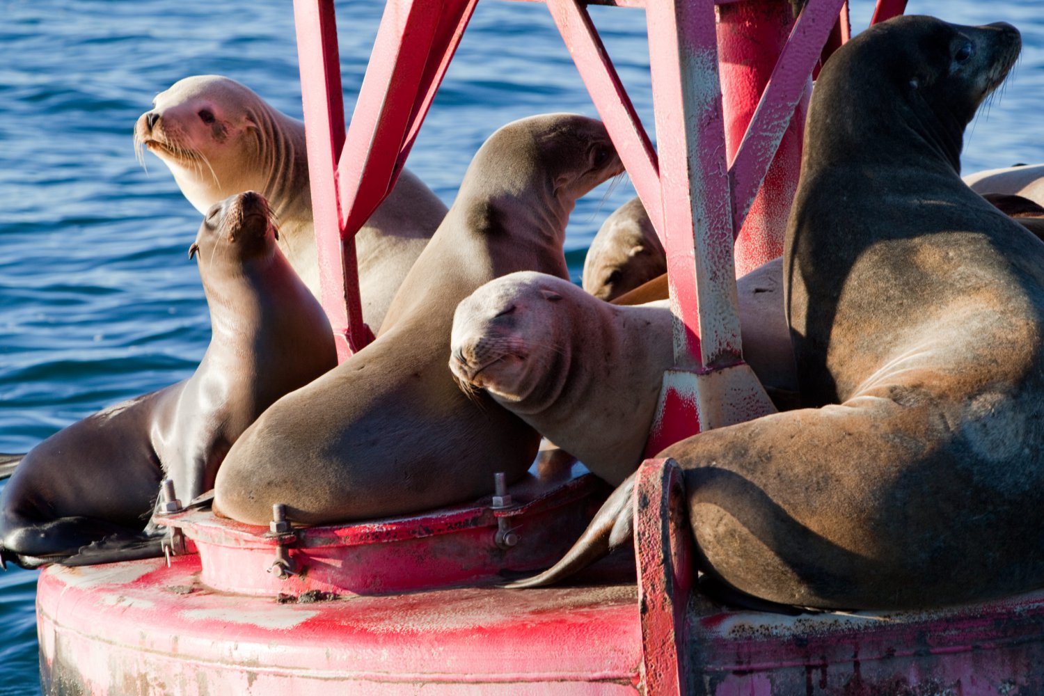 Ten Fun Facts about Channel Islands National Park