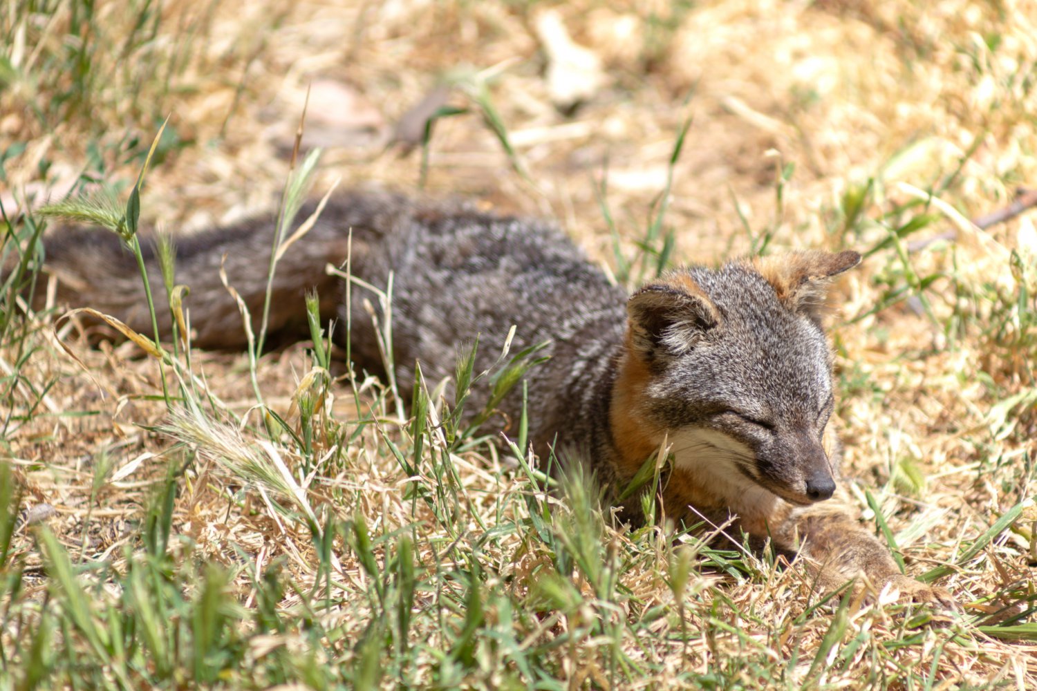 Ten Fun Facts about Channel Islands National Park