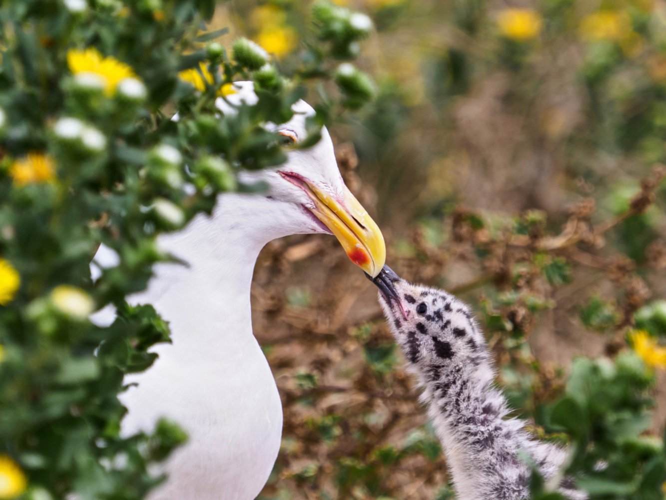 Ten Fun Facts about Channel Islands National Park