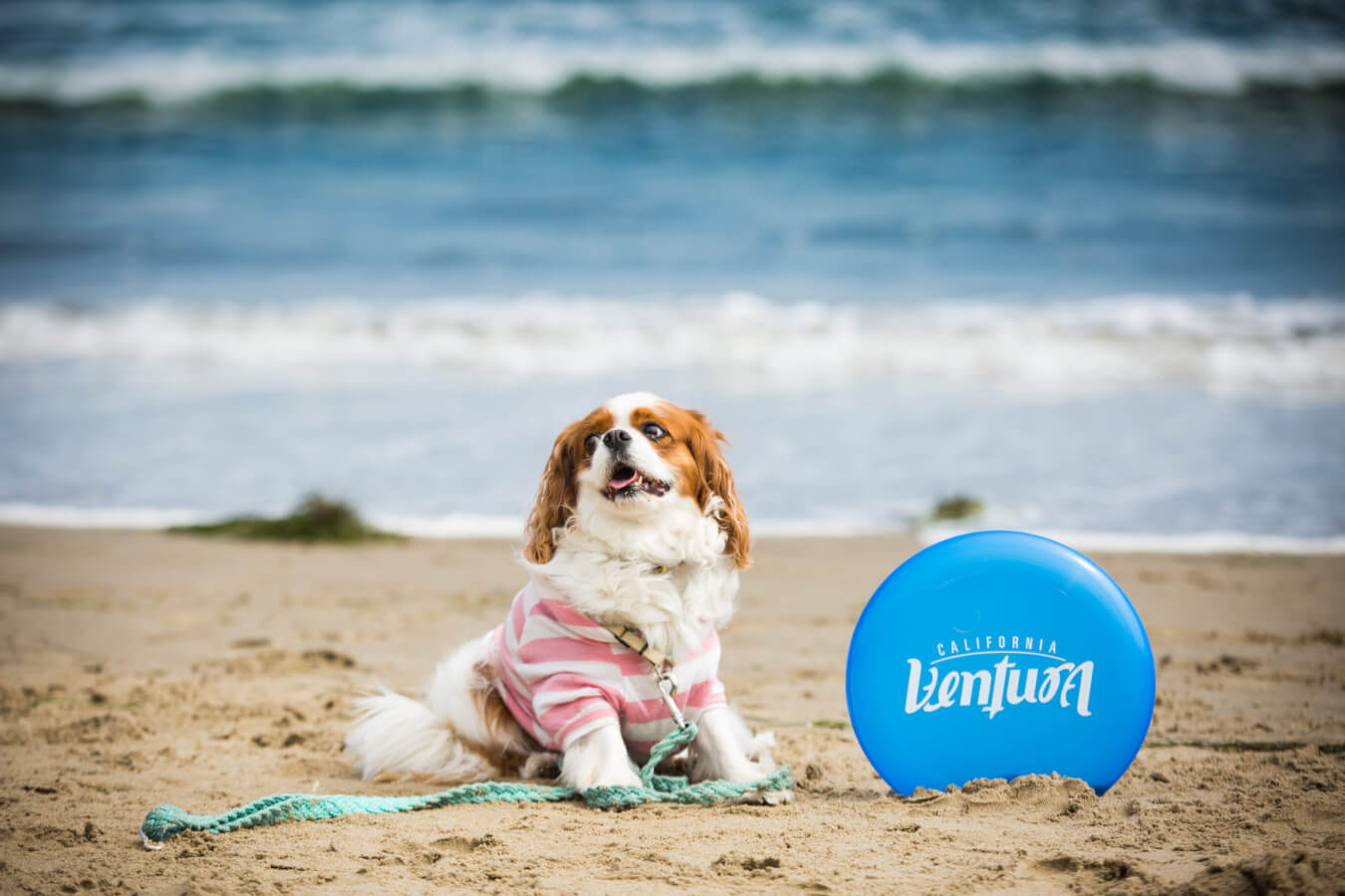 Dog with Ventura frisbee