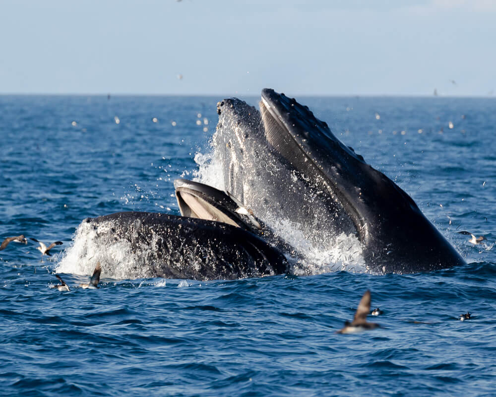 Gray whales in Ventura