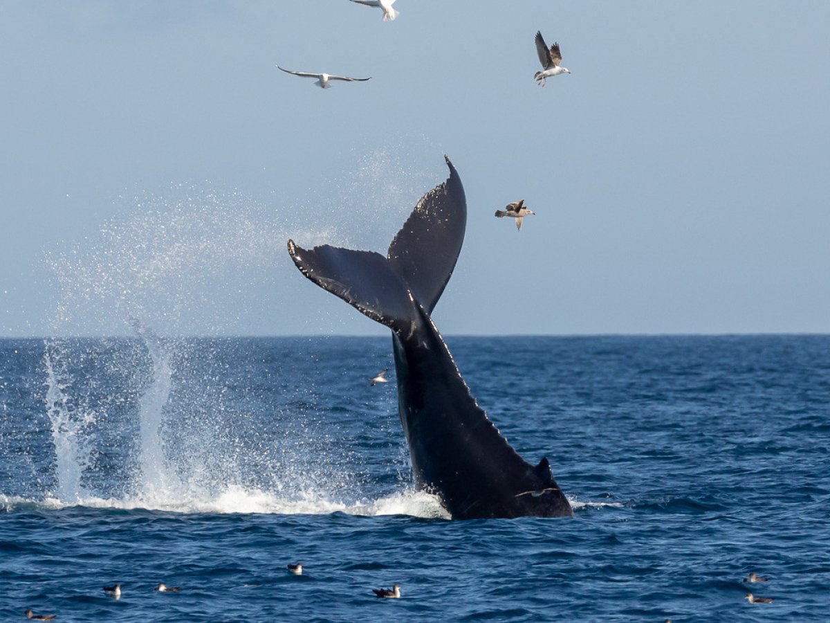 The Whales Off Ventura's Coast!