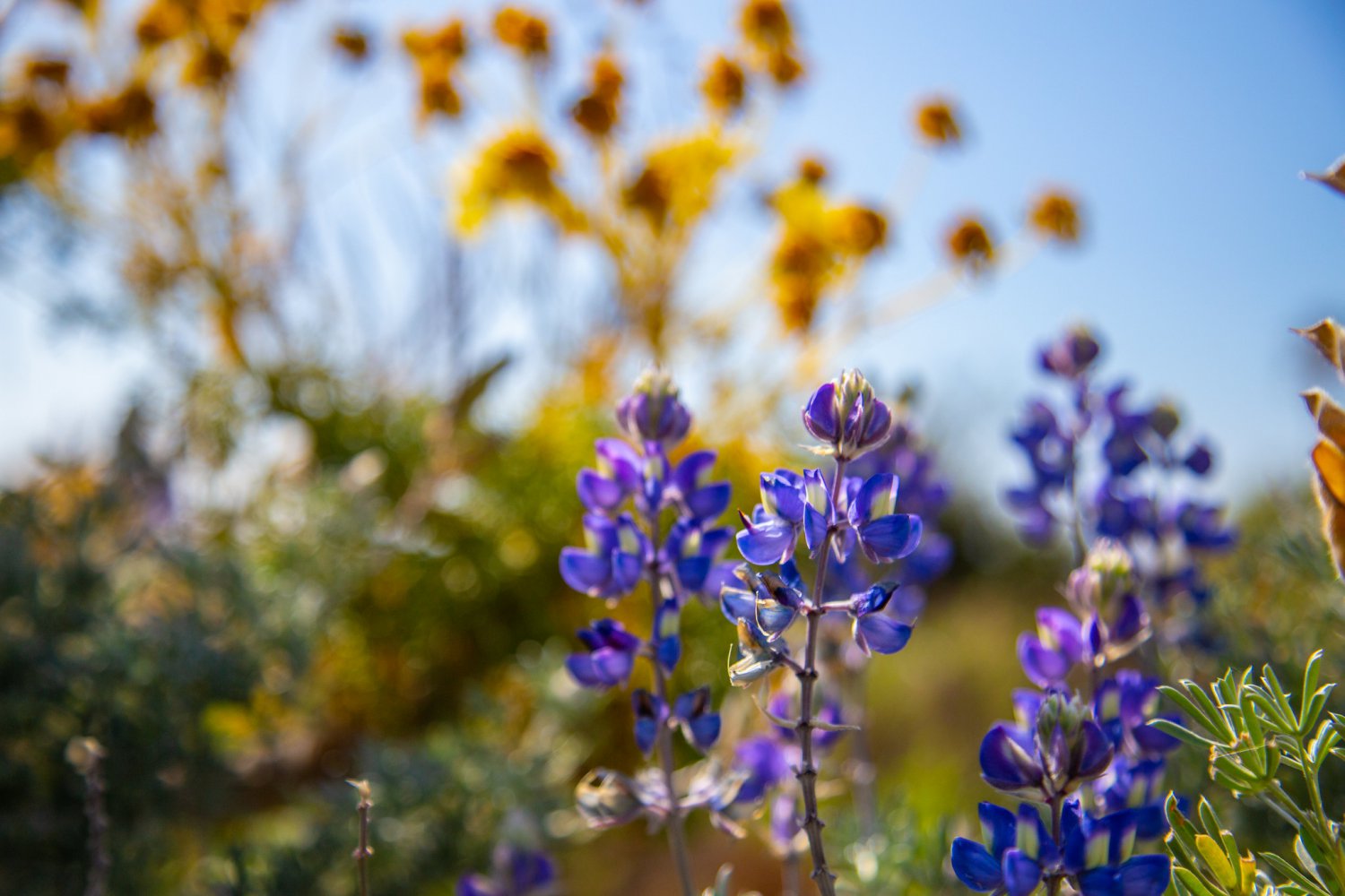 Where to See the California Super Bloom in Ventura, CA