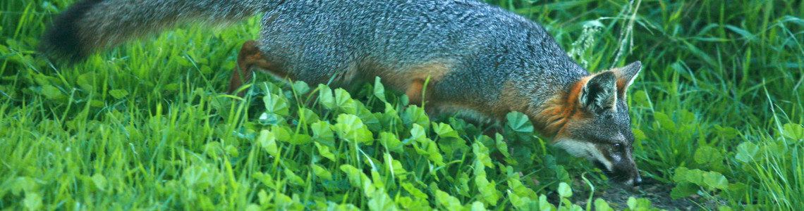 Santa-Cruz-Island-fox-doug-Mangum