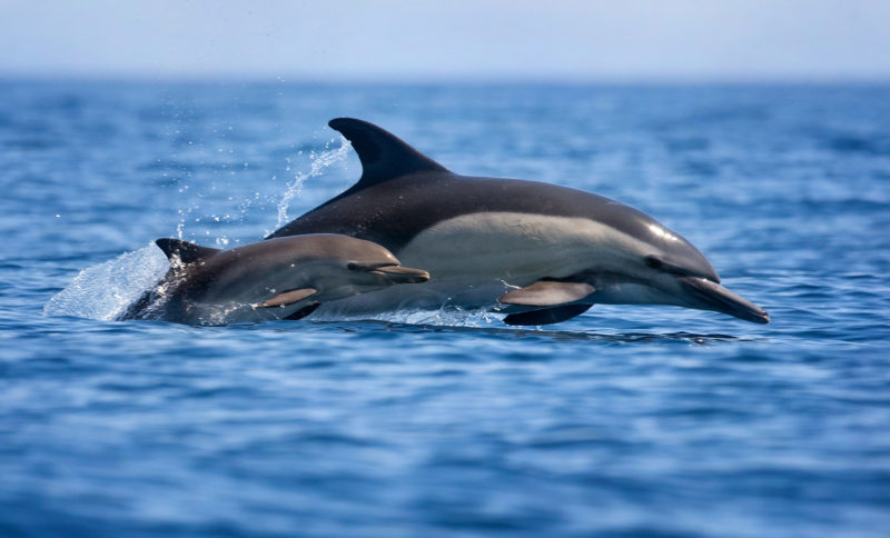 6 ways Venturans and dolphins are a lot alike