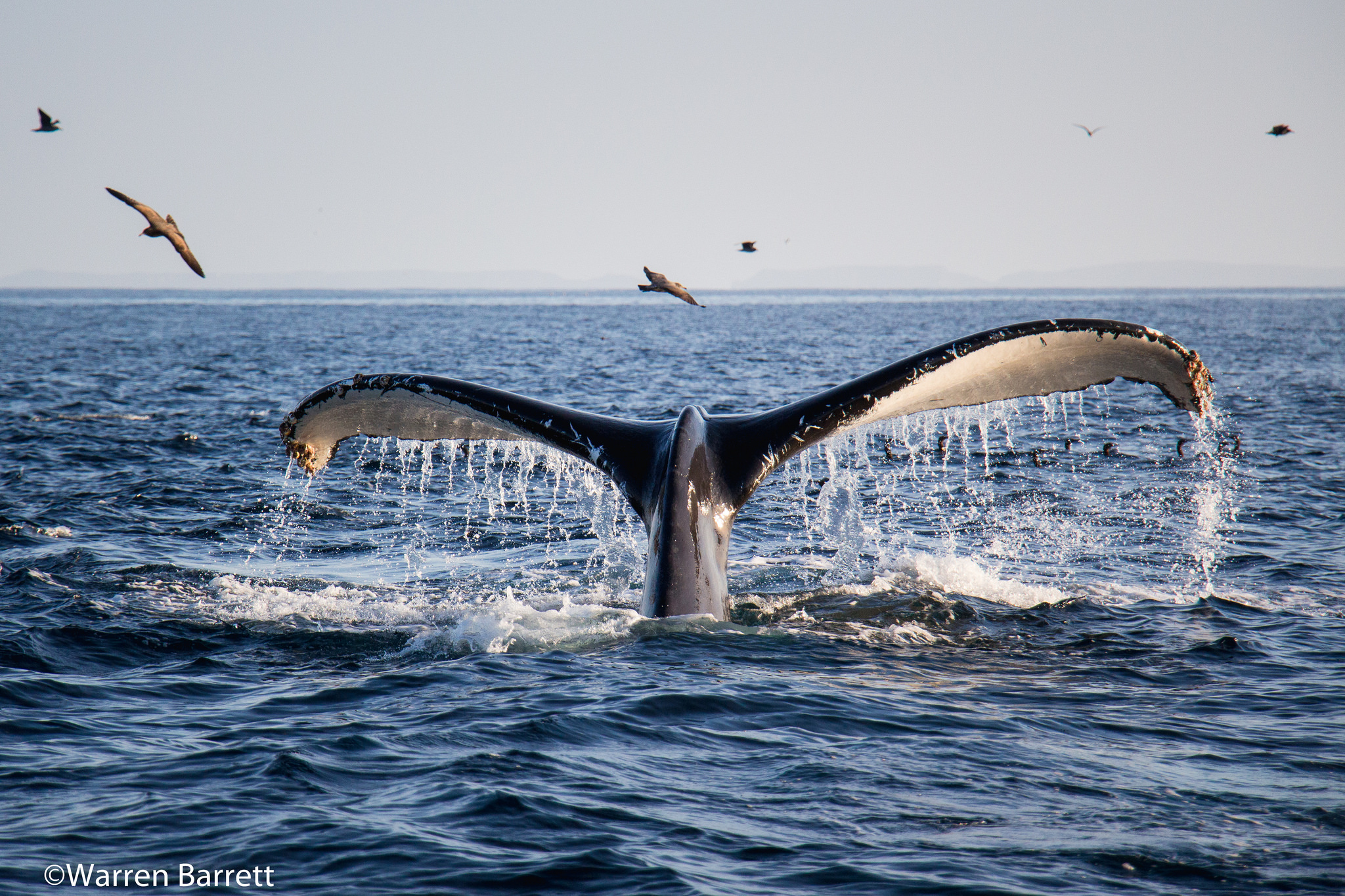 Whale watching by Warren Barrett