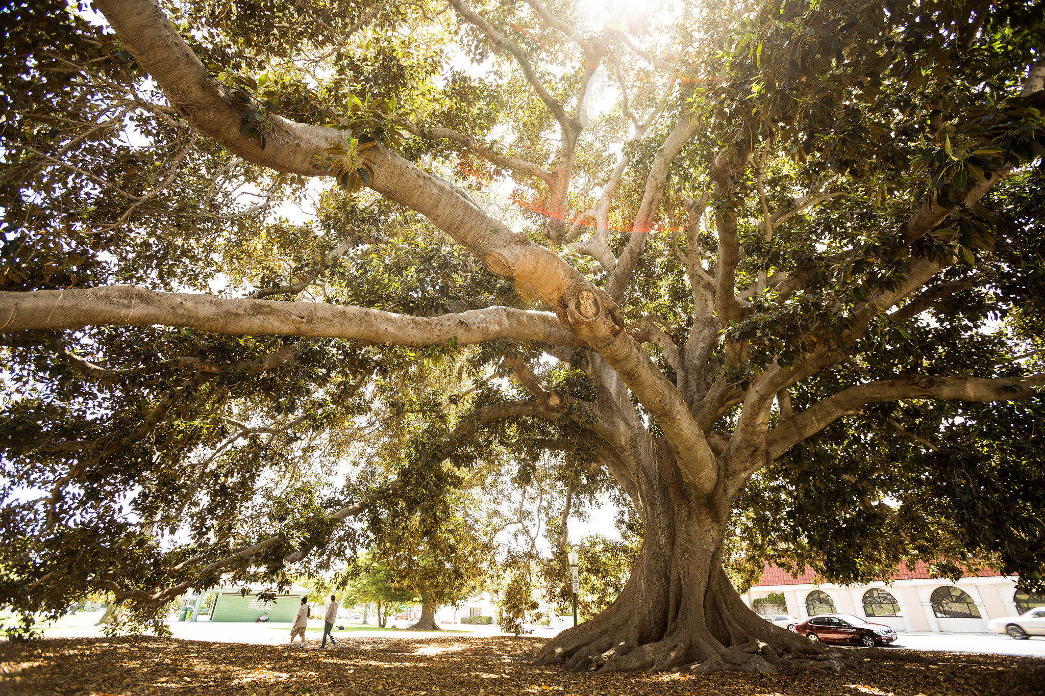 Ventura Moreton Bay Fig Tree full