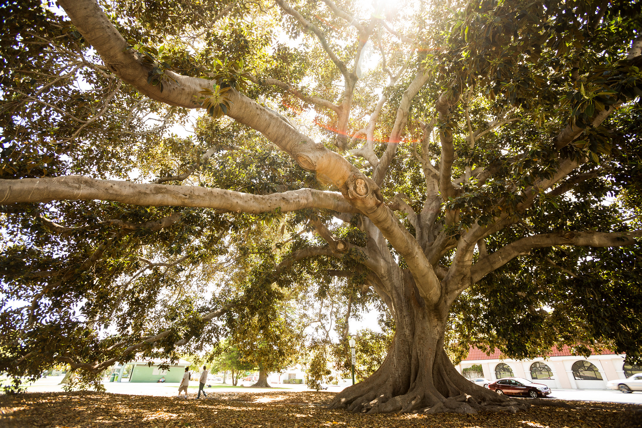 The Historic Moreton Bay Fig Tree | Visit Ventura, CA