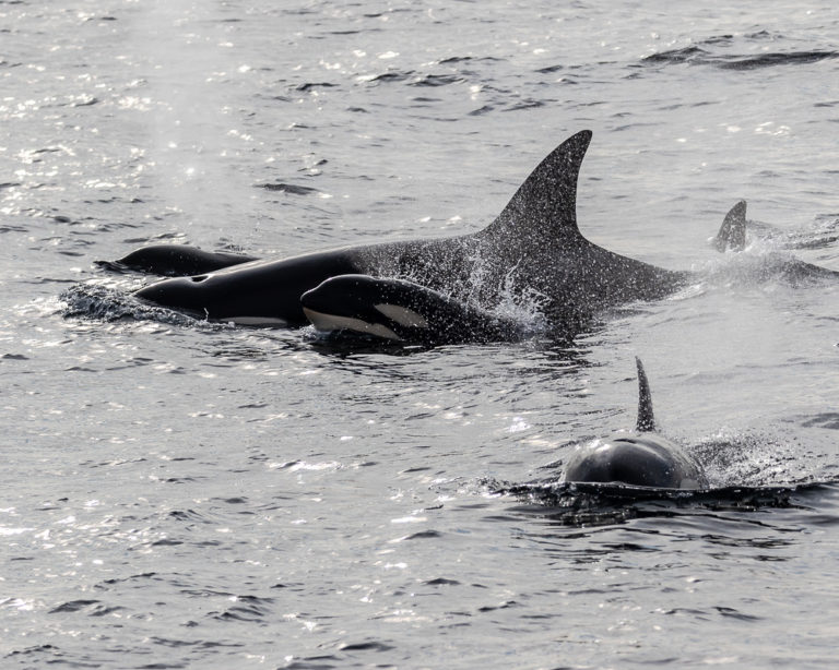 Fourteen Extraordinary Things About Ventura’s Whales