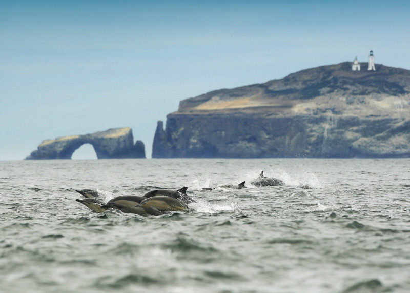 6 ways Venturans and dolphins are a lot alike