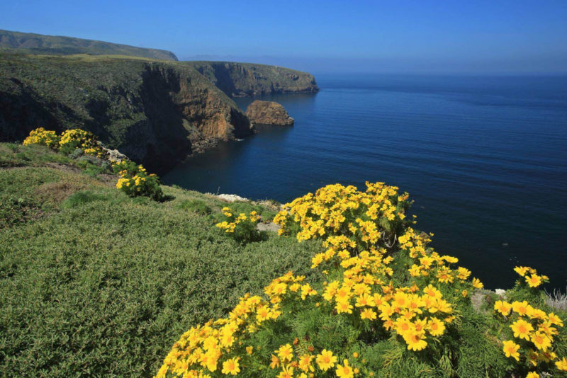 5 Colorful Wildflowers You Can Spot at the Channel Islands This Spring