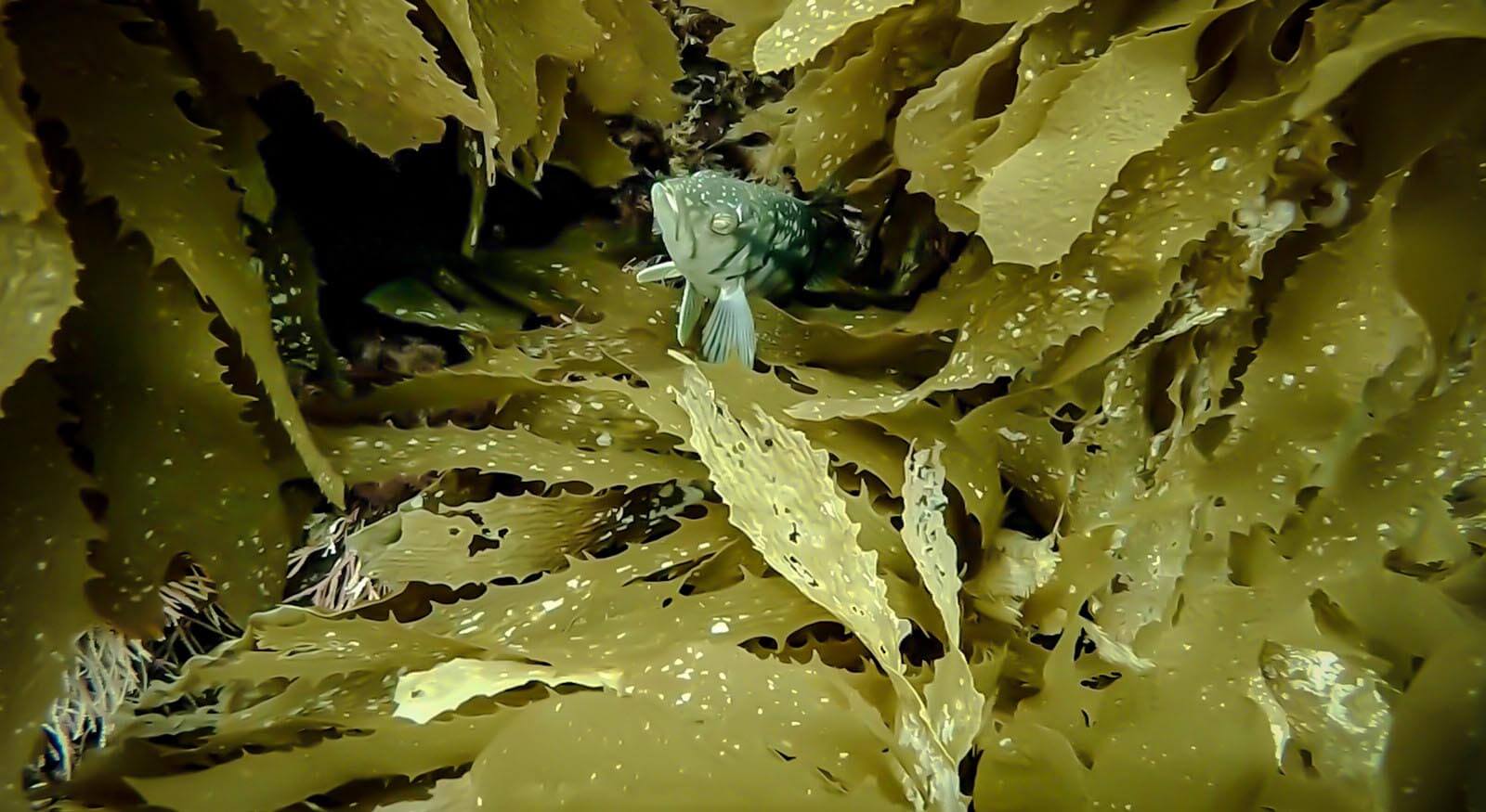 diving at the channel islands fish kelp