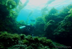 Diving through shipwrecks at Channel Islands National Marine Sanctuary