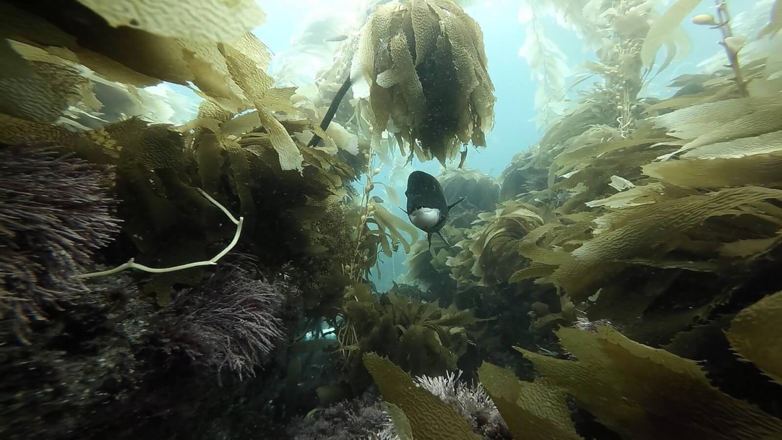 Diving sheephead anacapa island