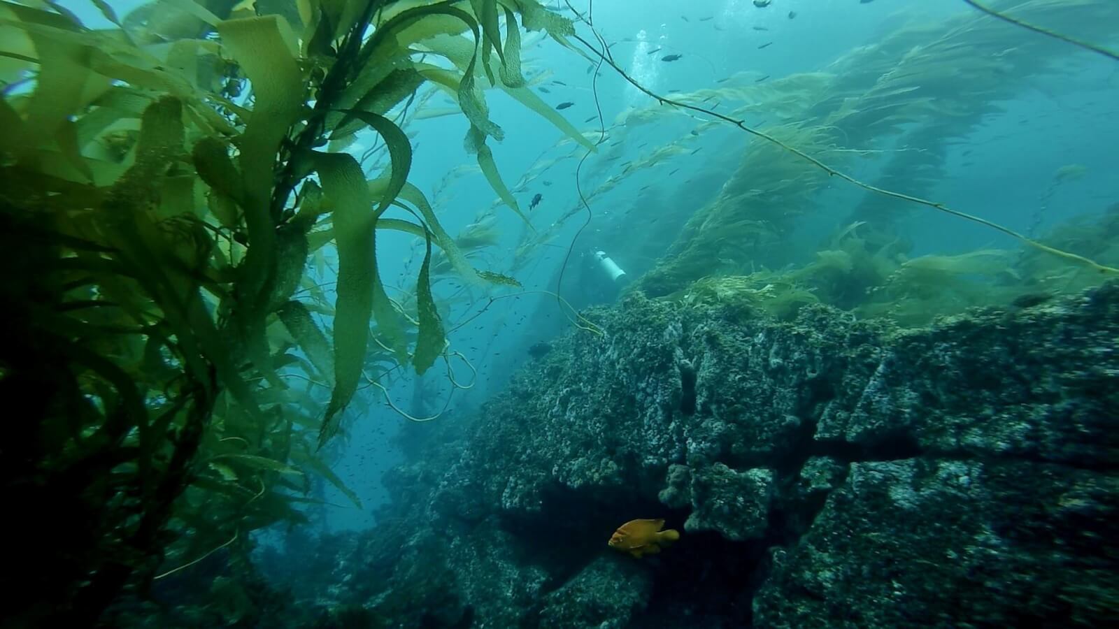 Channel Islands Scuba Diving