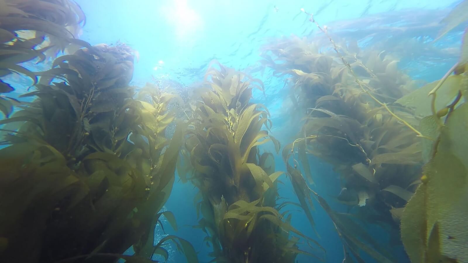 See Ocean kelp when Channel Islands Scuba Diving