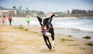 ventura beach dog friendly