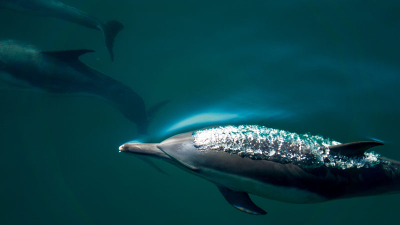 6 ways Venturans and dolphins are a lot alike