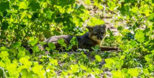 island fox channel islands national park ventura