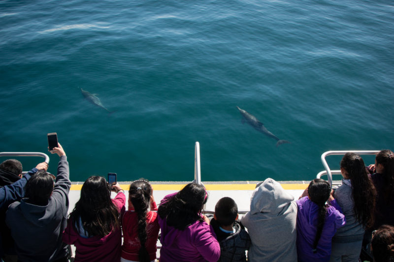 6 ways Venturans and dolphins are a lot alike