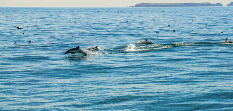 6 ways Venturans and dolphins are a lot alike