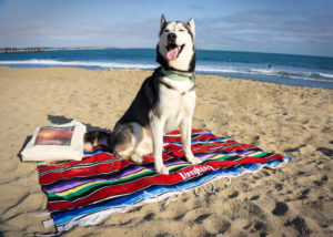 Car-Free Ventura: Pet-friendly Edition