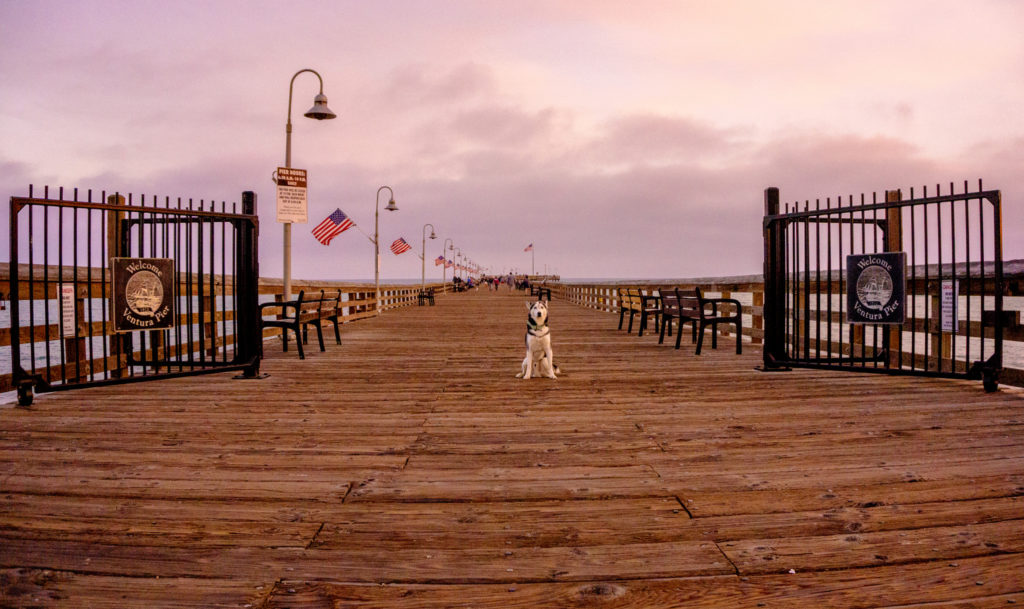 dog on Ventura pier