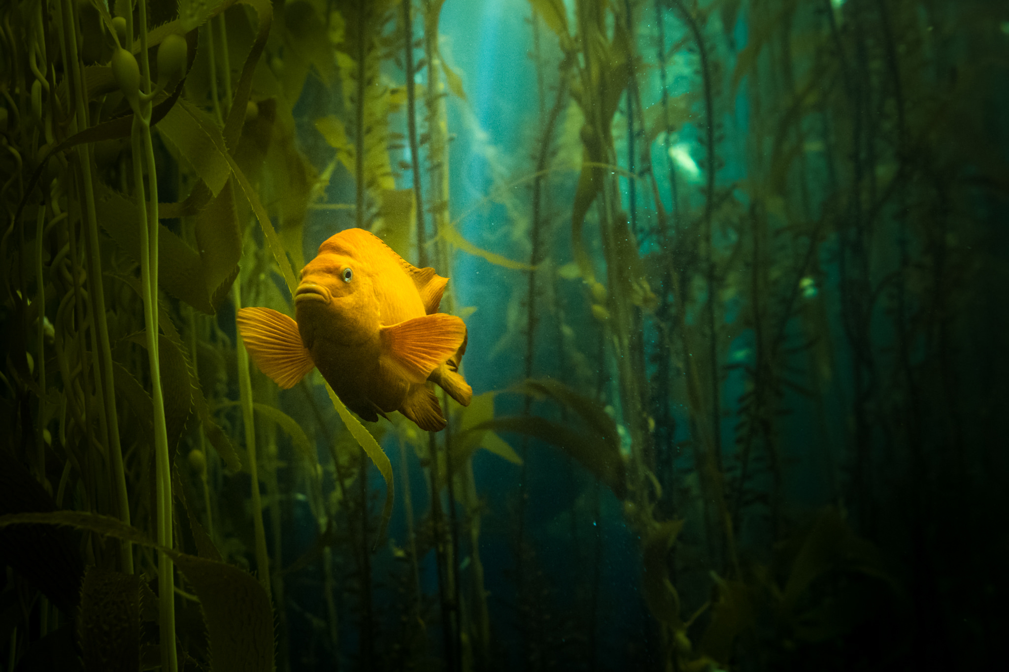 Diving at Channel Islands National Park by Jack Burleigh