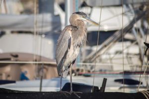 great heron ventura harbor river