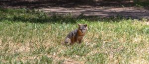 island fox channel islands national park ventura