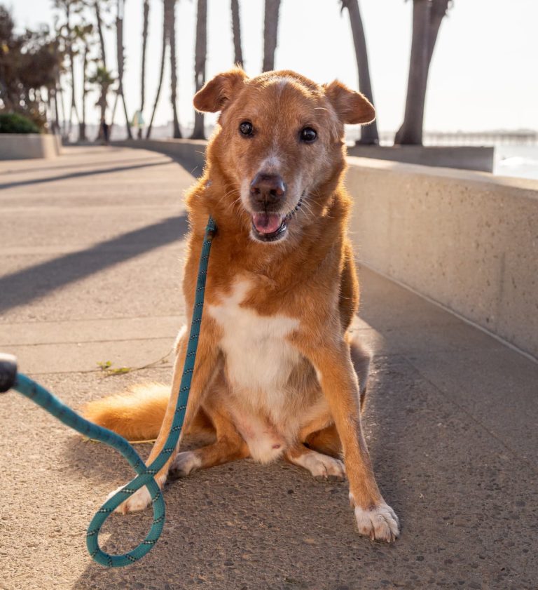 Snickers the dog in ventura california