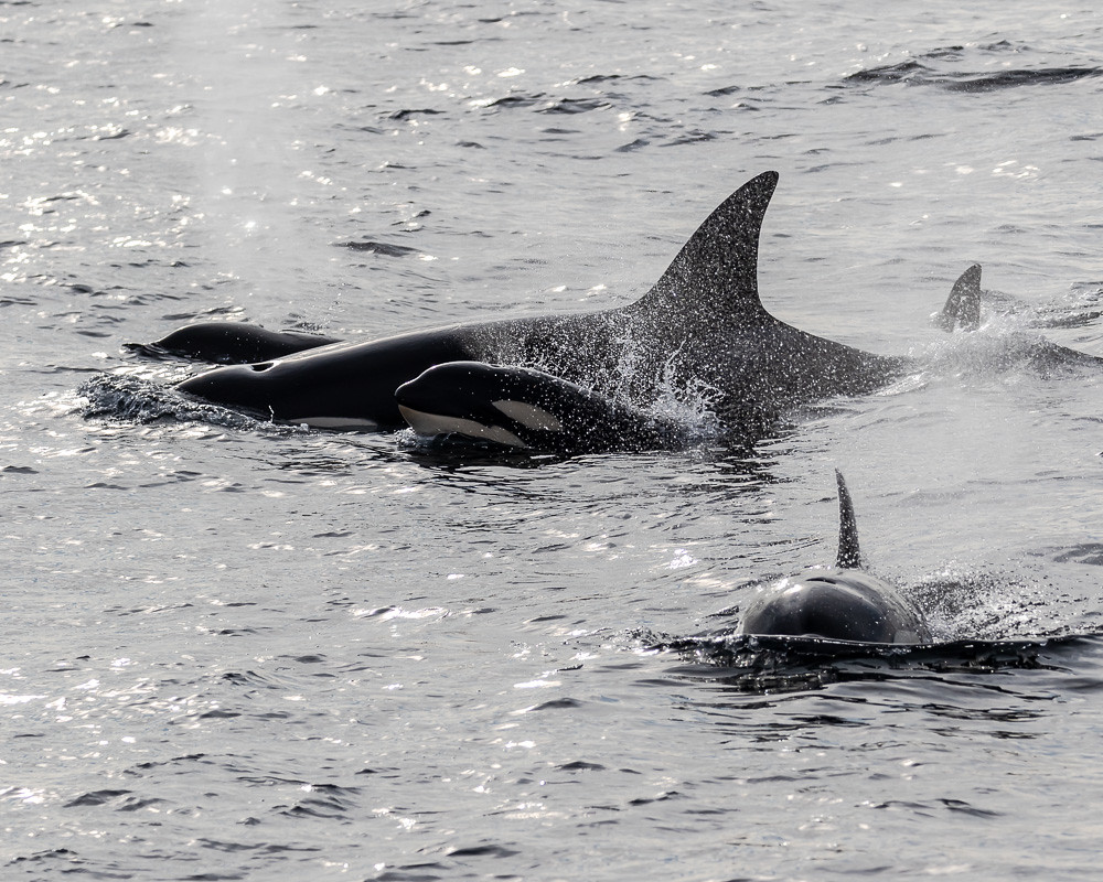 Orca whales with babies