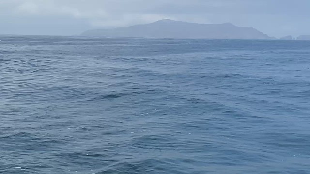 Humpback Breaching by Lotti Keen