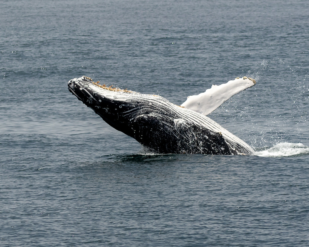 humpback