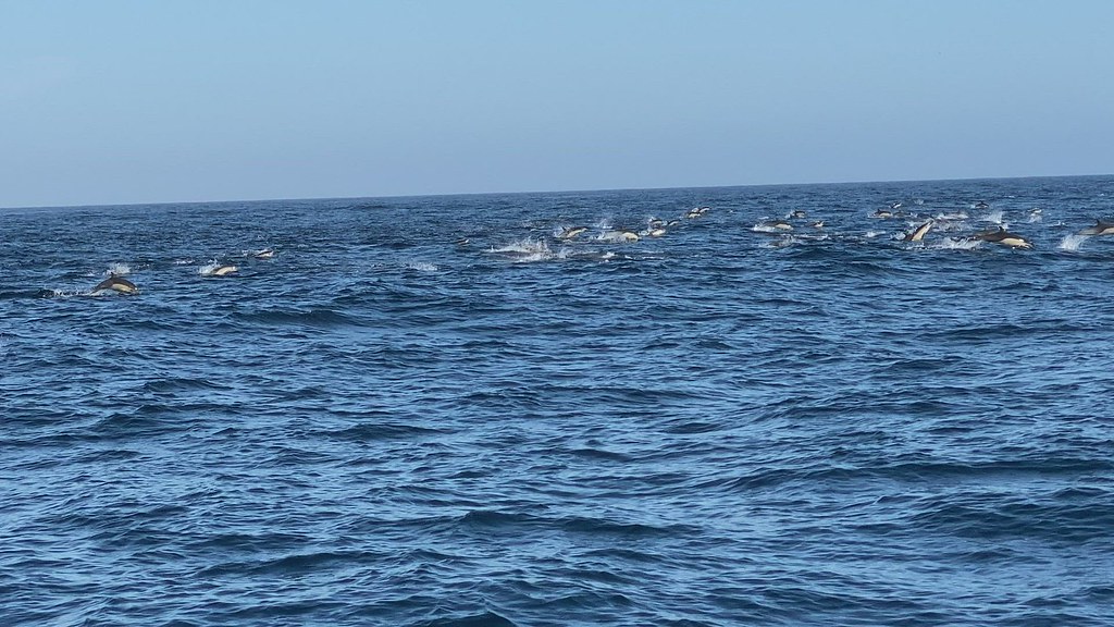 An amazing grand finale with all these common dolphins on our 12 hours pelagic trip.