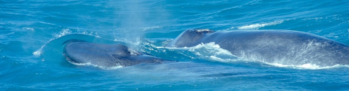 BlueWhaleWithCalf