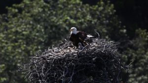 channel islands national park ventura bald eagles